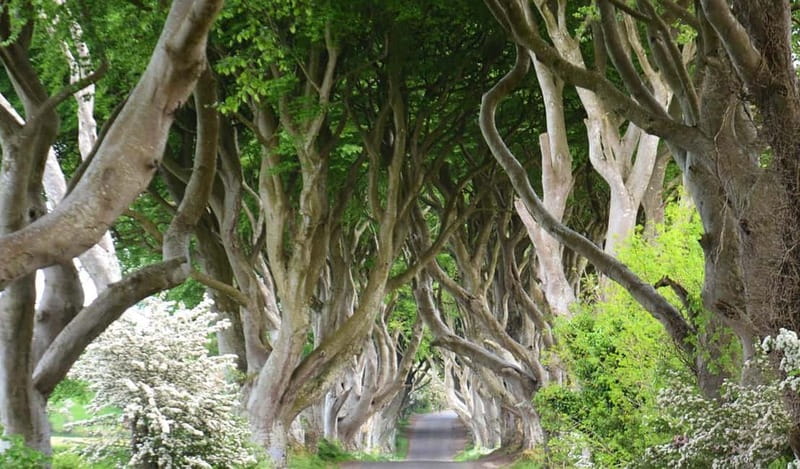 Morning Giants Causeway Half Day Tour from Belfast - Highlights Include a Photo Stop at Portaneevy Viewpoint Over Carrick-a-Rede