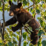 Morning Jasper National Park Wildlife Tour - The Scenic Route Through Jasper’s Wilderness