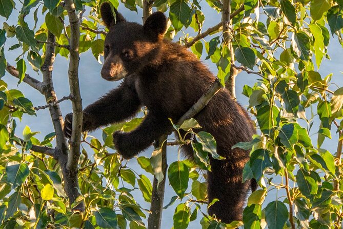 Morning Jasper National Park Wildlife Tour - The Scenic Route Through Jasper’s Wilderness