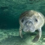 Morning Swim and Snorkel with Manatees-Guided Crystal River Tour - Navigating Crystal River’s Spring Fed Waters by Boat