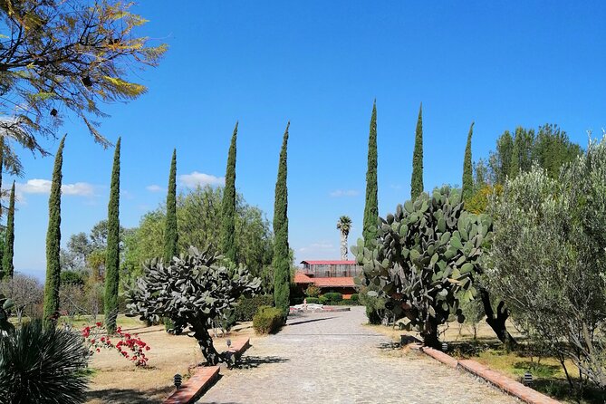 Morning Tour and Olive product tasting - The Educational Focus: How Olive Oil is Made and Tasted
