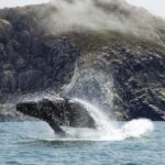 Morro Bay: Whale Watching Adventure - What to Expect During the 3-Hour Morro Bay Whale Watching Tour