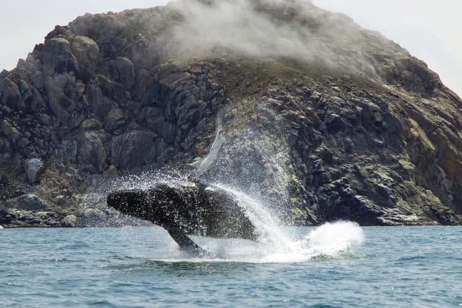 Morro Bay: Whale Watching Adventure - What to Expect During the 3-Hour Morro Bay Whale Watching Tour
