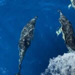 Morro Jable: Sailing Boat Excursion with Food and Drinks - What Makes the Sailing Yacht Stand Out