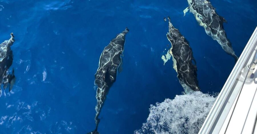 Morro Jable: Sailing Boat Excursion with Food and Drinks - What Makes the Sailing Yacht Stand Out