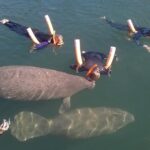 Most Popular 3hr Manatee Swim Tour + In-Water Guide! - What the Snorkeling with Manatees Looks Like
