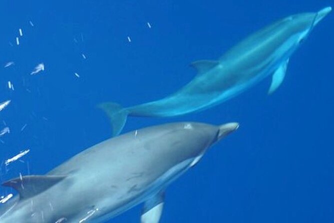 Mount Athos Sightseeing Luxury Cruise with Glassbottom - The Luxurious Glassbottom Vessel: Eirinikos