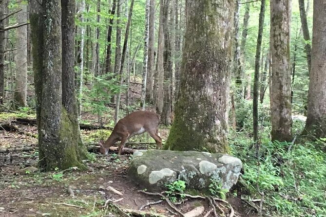 Mountaineer's Way Hike in the Smokies - The Scenic Starting Point at 1011 Banner Rd in Gatlinburg