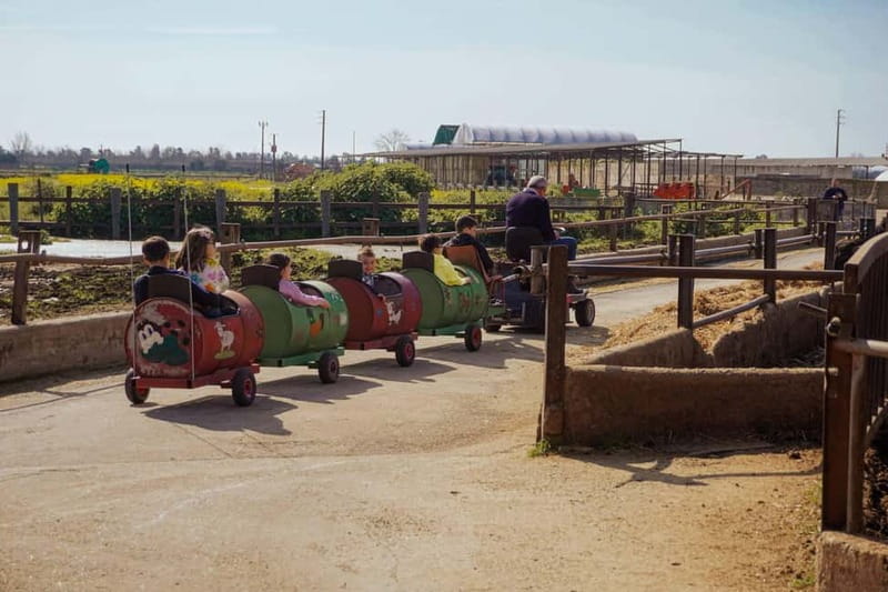 Mozzarella experience: discovering the art of cheese making - Inside the Dairy: Watching Mozzarella Come to Life