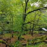 Mtirala National Park 2-Day Guided Hiking Tour from Kutaisi - How the Tour Begins: Pickup and Transfer to Mtirala