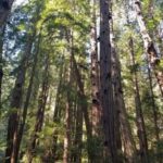 Muir Woods, Sausalito and Ferry back to Fisherman's Wharf - Exploring Muir Woods’ Towering Redwoods
