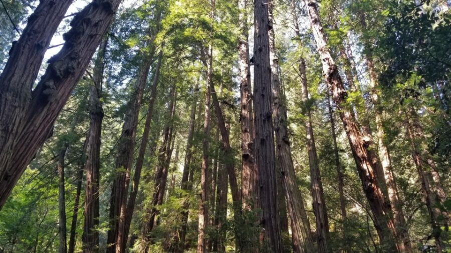 Muir Woods, Sausalito and Ferry back to Fisherman's Wharf - Exploring Muir Woods’ Towering Redwoods