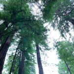 Muir Woods, Sausalito and Golden Gate Bridge - Marin Headlands: Panoramic Views and Historic Sites