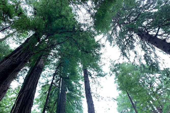 Muir Woods, Sausalito and Golden Gate Bridge - Marin Headlands: Panoramic Views and Historic Sites