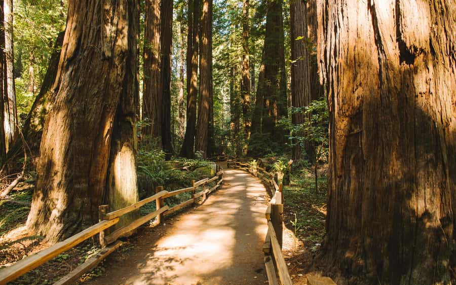 Muir Woods Visit & Golden Gate Bridge Bike Ride - Starting Point and Transportation Details