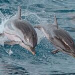 Myrtle Beach: Dolphin & Sealife Cruise, Great For All Ages! - Myrtle Beach Departure Point at Crazy Sister Marina