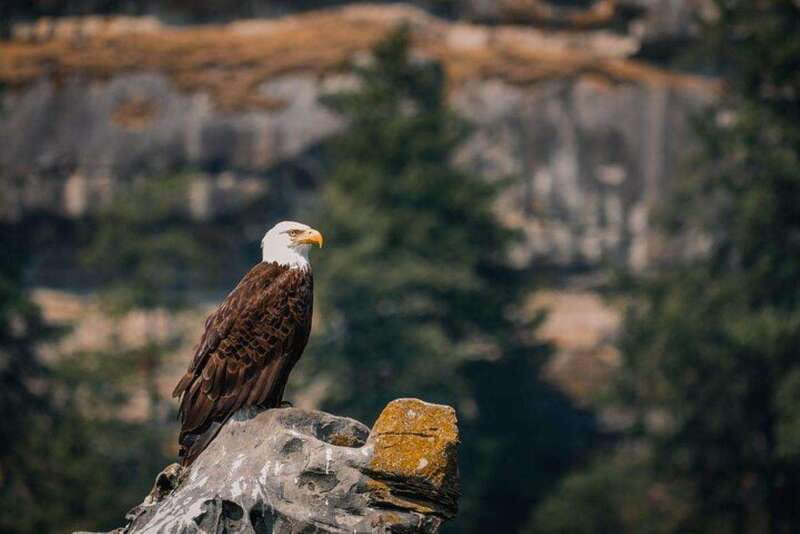 Nanaimo: Whale Watching Open Boat Tour - What Makes This Tour Stand Out in Nanaimo?