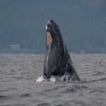 Nanaimo: Whale Watching Semi-Covered Boat Tour - The Vessel: Comfort and Convenience on a Semi-Covered Boat