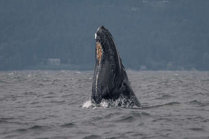 Nanaimo: Whale Watching Semi-Covered Boat Tour - The Vessel: Comfort and Convenience on a Semi-Covered Boat
