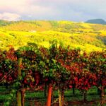 Napa & Sonoma Valley: Judgement of Paris Tour - Visiting Chateau Montelena: The Iconic Chardonnay Estate