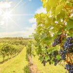 Napa Valley: Guided Wine Tour with Picnic Lunch - Unique Wineries and Scenic Stops in Napa Valley