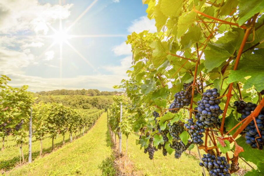 Napa Valley: Guided Wine Tour with Picnic Lunch - Unique Wineries and Scenic Stops in Napa Valley