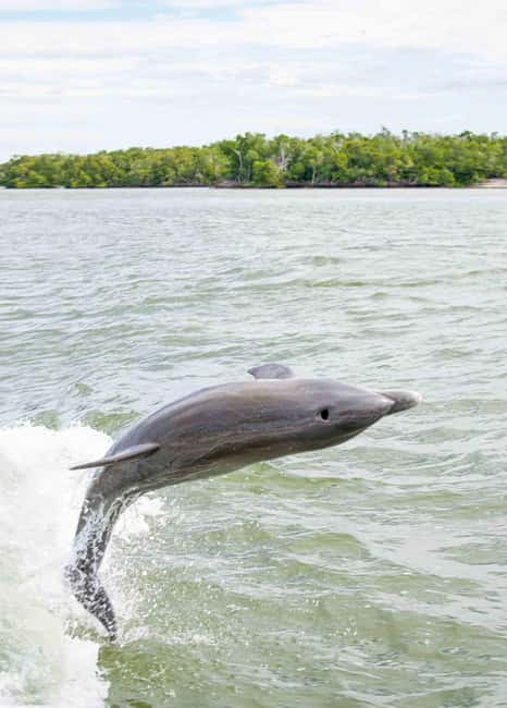 Naples: 10,000 Islands Boat and Wildlife Tour - The Scenic Route Through the 10,000 Islands