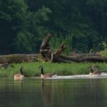 Nashville: Old Hickory Lake Clear Kayak Wildlife Tour - Navigating Old Hickory Lake in a Double Tandem Kayak