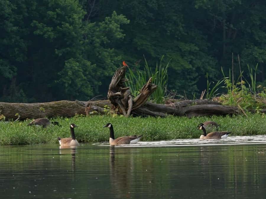 Nashville: Old Hickory Lake Clear Kayak Wildlife Tour - Navigating Old Hickory Lake in a Double Tandem Kayak