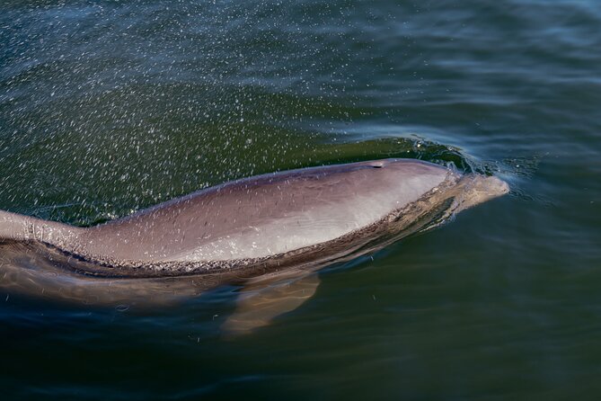 National Park Pedal Kayak Tours in New Smyrna Beach - What the Kayak Tour in Canaveral National Seashore Offers