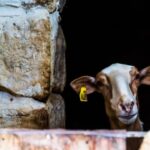Nature Highlights Private Walking Tour with Transport - Visiting Malta’s Only Freshwater Rivulet at Chadwick Lakes