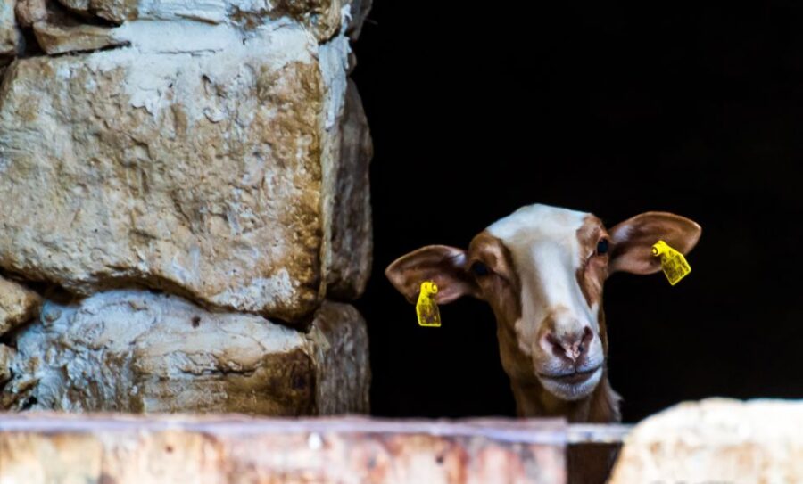 Nature Highlights Private Walking Tour with Transport - Visiting Malta’s Only Freshwater Rivulet at Chadwick Lakes