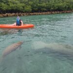 Nature & Island Exploration on SUP/Kayak - Wildlife Encounters: Dolphins, Manatees, Raccoons, and Birds