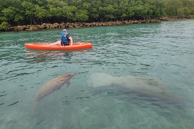 Nature & Island Exploration on SUP/Kayak - Wildlife Encounters: Dolphins, Manatees, Raccoons, and Birds
