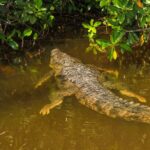 Nature tour by boat in the Natural Reserve in Río Lagartos - Starting Point and Booking Details in Río Lagartos