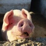 Naxos Farm Experience and cheese making - Visiting Giannis and Katerina’s Traditional Naxos Farm