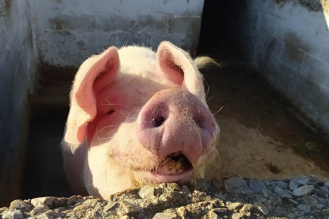 Naxos Farm Experience and cheese making - Visiting Giannis and Katerina’s Traditional Naxos Farm