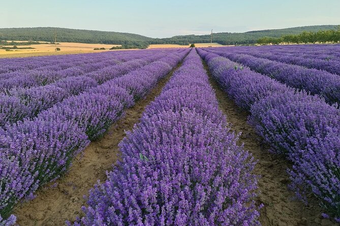 Nessebar: The best locations for a photo shoot & Lavender fields - Visiting UNESCO World Heritage Sites: Nessebar and Boyana Church
