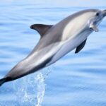 New: Into the Wild - 3H w/Marine Biologists - dolphins &more - Exploring the Atlantic Ocean from Lagos