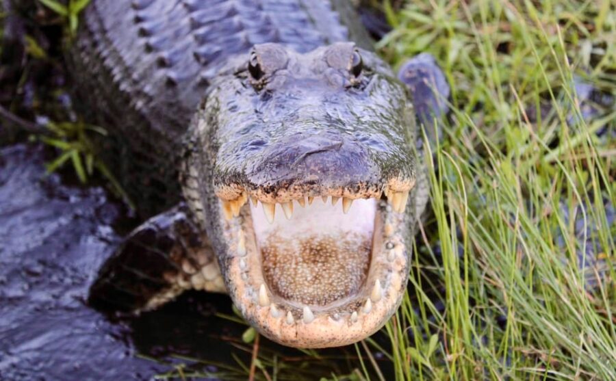New Orleans: 6 Passenger Premium Airboat Swamp Tour - The Private Property Setting in Louisianas Bayous