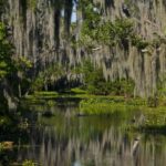 New Orleans: High Speed 16 Passenger Airboat Ride - Encountering Louisiana’s Wildlife Up Close and Personal