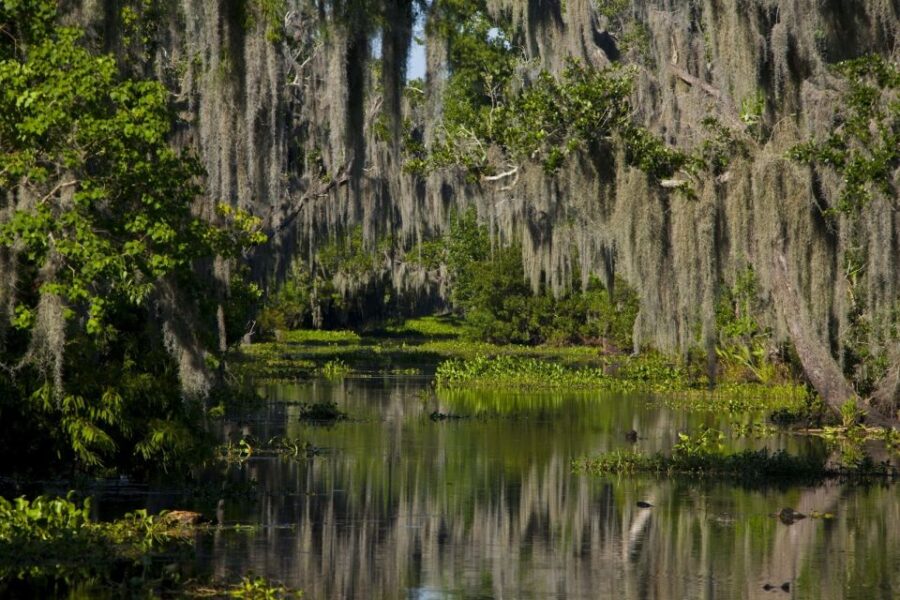 New Orleans: High Speed 16 Passenger Airboat Ride - Encountering Louisiana’s Wildlife Up Close and Personal