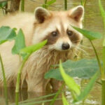 New Orleans: Honey Island Swamp and Bayou Boat Tour - Discover the Wildlife of Honey Island Swamp