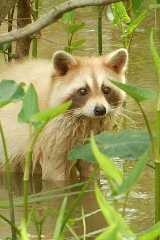 New Orleans: Honey Island Swamp and Bayou Boat Tour - Discover the Wildlife of Honey Island Swamp