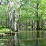 New Orleans: Honey Island Swamp Tour - From the Cajun Encounters Check-In to the Swamp’s Waterways