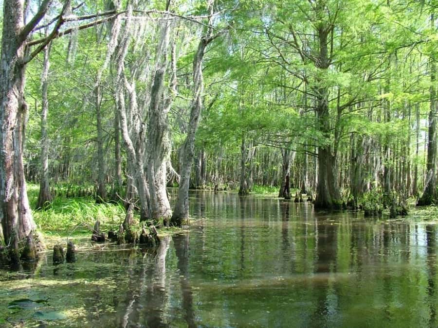 New Orleans: Honey Island Swamp Tour - From the Cajun Encounters Check-In to the Swamp’s Waterways
