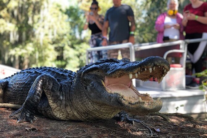 New Orleans Premium Six-Passenger Airboat Adventure - Encountering Alligators and Wildlife in the Bayou