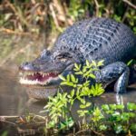 New Orleans Self-Transport Swamp and Bayou Boat Tour - Wildlife Encounters in the Cajun Bayou