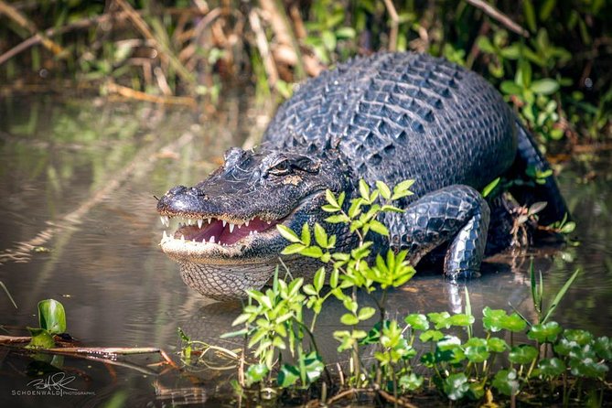 New Orleans Self-Transport Swamp and Bayou Boat Tour - Wildlife Encounters in the Cajun Bayou