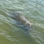 New Smyrna Dolphin and Manatee Kayak and SUP Adventure Tour - Starting Point at Divito Park in New Smyrna Beach
